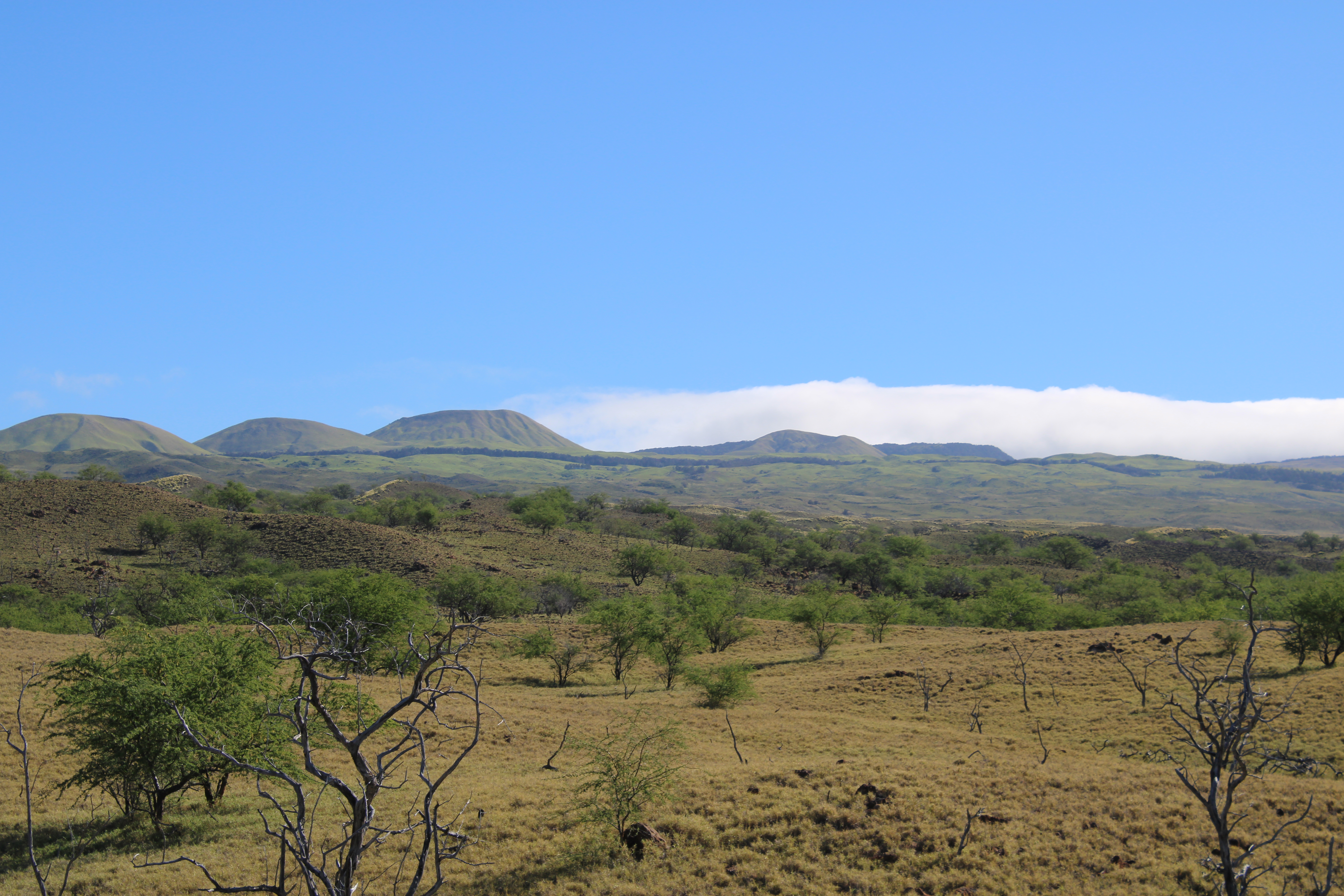 Pu'u of Kohala